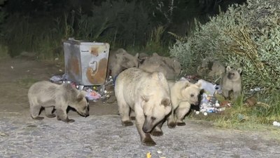 Bitlis'te Nemrut'a gidenlere ayı sürprizi