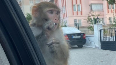 Çorum'da firari maymunun saldırdığı genç kız hastanelik oldu