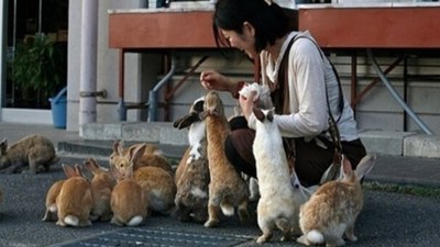 İnsandan çok hayvanlar var! İşte, hayvanların nüfusunun çok olduğu o yerler...