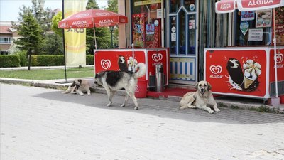 AYM sokak köpeği düzenlemesinin iptal başvurusunu gündeme aldı