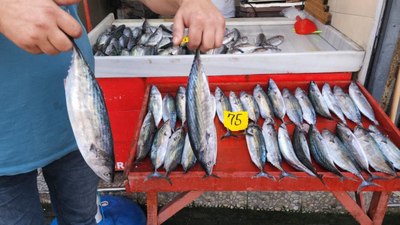 Zonguldak'ta 4 günde yakalanan 100 ton palamudun fiyatı düşüyor