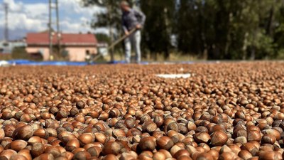 Borsalarda 403 bin tondan fazla fındık işlem gördü