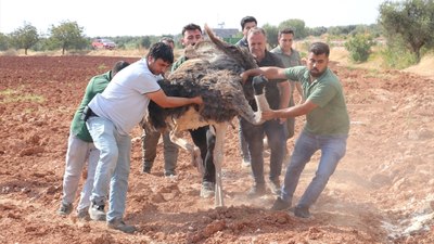 Kilis'te sahipsiz deve kuşu koruma altına alındı