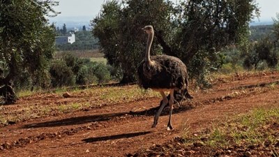 Suriye'den sınırı geçen deve kuşu Türkiye'de yakalandı