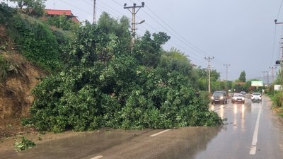 Adana'da şiddetli fırtına! Ağaç yola devrildi