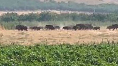 Elazığ’da domuz sürüsü görüntülendi