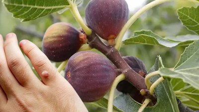 Çaresi incir sütüymüş! Siğillere damlatın gerisini ona bırakın...