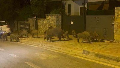 Muğla'da aç kalan domuzlar görüntülendi