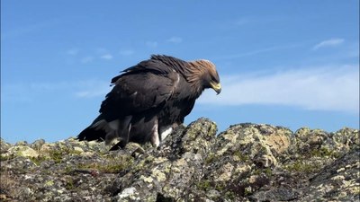 Norveç'te kartal 4 kişiye saldırdı: Aralarında bebek de var