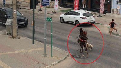 Bursa'da başıboş pitbull ata saldırdı