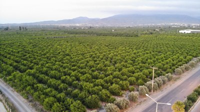 Hatay'da komandolar narenciye nöbetinde