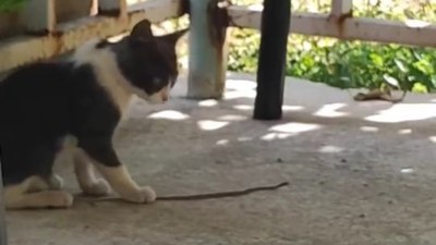 Elazığ'da kedi bu kez fareyle değil yılanla oynadı