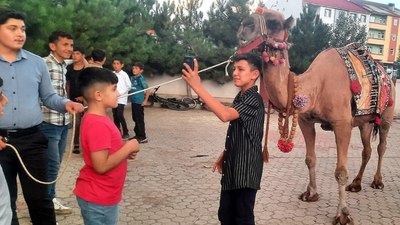 Antalya'dan Ağrı'ya kurbanlık deve gönderildi