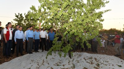 Şanlıurfa’da badem hasadındaki artış çiftçiyi memnun etti