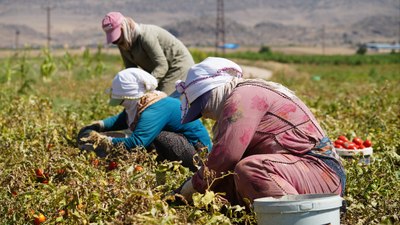 Kırıkkale’de çiftçiler, 1.300 lira yevmiyeyle bile çalıştıracak işçi bulamıyor