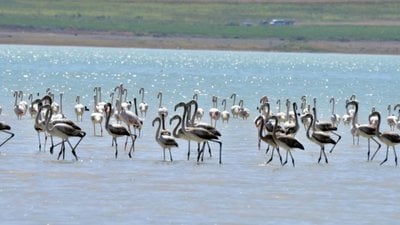 Bitlis Arin Gölü'nün gözdesi: Flamingolar