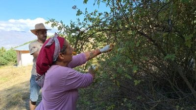 Erzincan'da vatandaşlar kuşburnu için arazide