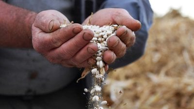 Çandır fasulyesi için yayla şenliği