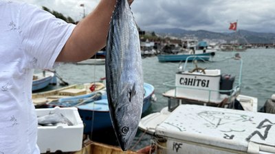 Karadeniz'de bu sezon palamut avında bolluk yaşanıyor