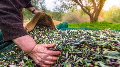 Yeşil altın hasadı başladı! Yiyenin ömrüne ömür katıyor; fiyatı 15 TL’ye düştü…