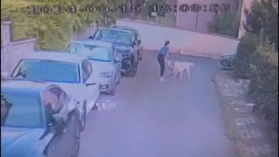 İstanbul'da kangal dehşeti: Sahipli köpeği parçaladı