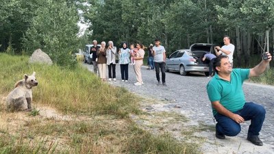 Bitlis'te ayıyla selfie çekip cips ikram ettiler