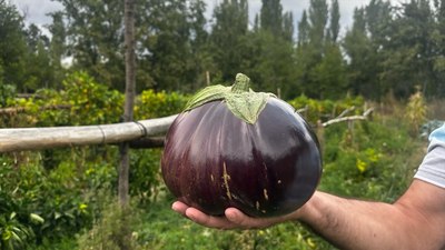 Ispartalı çiftçi bahçesinde 2 kilo 200 gramlık patlıcan yetiştirdi