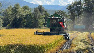 Kastamonu’da çeltik hasadına dualarla başlandı