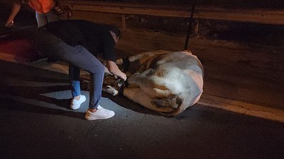 Hatay'da tırdan kaçarak otoyolda trafiği durduran angus, iğneyle vurularak yakalandı