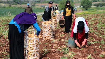 Erzincan'da patates hasadı için kollar sıvandı