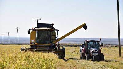 Şanlıurfa'da Karacadağ pirincinin hasadına başlandı