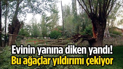 Bu ağaçlardan uzak durun: Yıldırımı üzerine çekiyor