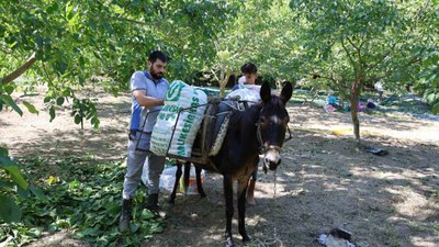 Aydın’da cevizin tarladan sofraya zorlu yolculuğu başladı