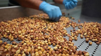 Türkiye fındık ihracatı sezonunun ilk ayından kârlı çıktı