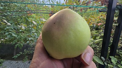 Armut sandı, elma çıktı! Gözlerine inanamadı