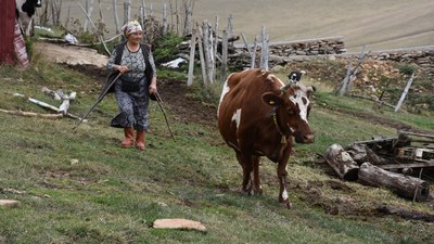 Ordu'da 40 yıldır besicilik yaparak ailesinin geçimini sağlıyor