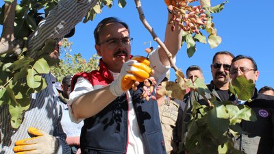 Siirt’te festivalle birlikte fıstık hasadı yapıldı