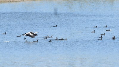 Sivas'ta suyu çekilen gölde flamingo sürprizi