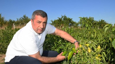 Malatya'da kapya biber hasat sonrası ABD'ye ihraç ediliyor