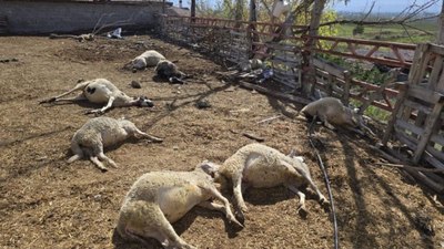 Amasya'da ağıla giren kurtlar, koyunları telef etti