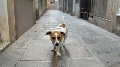 Almanya, 'köpek vergisi' rekoru kırdı