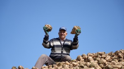 Erzincan'da pancar hasadı başladı