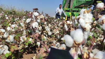 Gaziantep Araban Ovası'nda pamuk hasadı zamanı