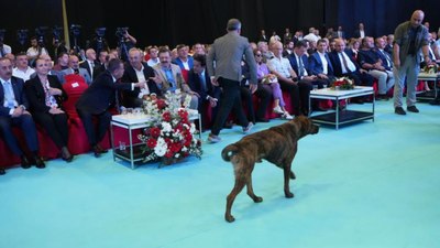 Antalya'da başıboş köpek fuara daldı