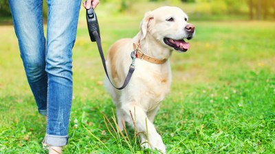 Alınan tüm vergileri unutun! O ülkede köpek sahibi olan vergi ödüyor...