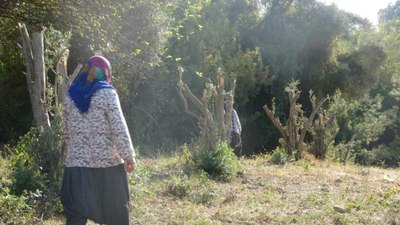 Kahramanmaraş'ta arazi kavgasında ağaçları kesti