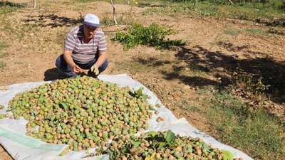 Denizli’nin Çameli ilçesinde ceviz hasadı başladı