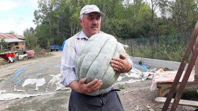 Bolu'da hayvan gübresiyle yetiştirilen bal kabağı 40 kilogram oldu