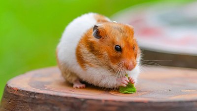 İspanya'da evcil hamsterı tarafından saldırıya uğrayan kadın hayatını kaybetti