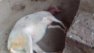 Bursa'da ağıla giren köpekler, 13 koyunu yaraladı